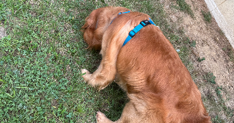 isabelle pet sitter à GOUSSONVILLE 78930_2