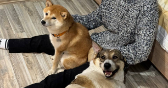 aleksandr pet sitter à LYON 01 69001_3