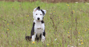 clotilde pet sitter à BUC 78530_2