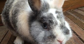 Alexandra pet sitter à BORDEAUX 33800_2
