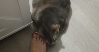 léna pet sitter à CORMERY 37320_1