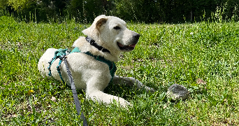 juline pet sitter à MONT ST AIGNAN 76130_3