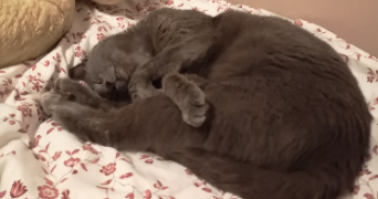 cynthia pet sitter à MONTPELLIER 34070_1