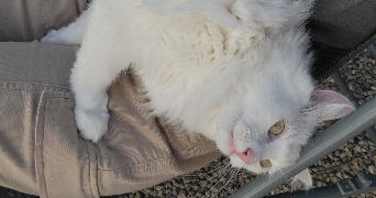 clothilde pet sitter à SALEUX 80480_5