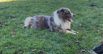 sabrina pet sitter à RIVES D ANDAINE 61410_6