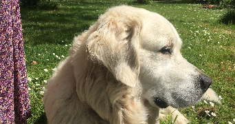sarah pet sitter à ST HERBLAIN 44800_2
