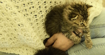 anaïs pet sitter à DOUE EN ANJOU 49700_3