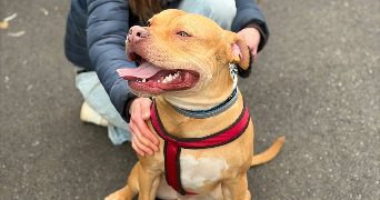 déborah asv pet sitter à MUNSTER 68140_6