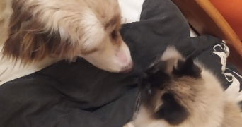 apolline pet sitter à VERSAILLES 78000_7