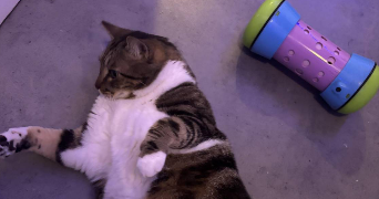 tessa pet sitter à VILLEURBANNE 69100_9