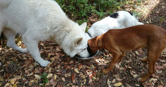 héléna dog sitter à SIGEAN 11130_1