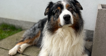 laurine pet sitter à FAUMONT 59310_2