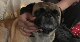 malaika pet sitter à ROANNE 42300_2