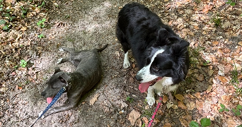 noemie pet sitter à TROSLY BREUIL 60350_0