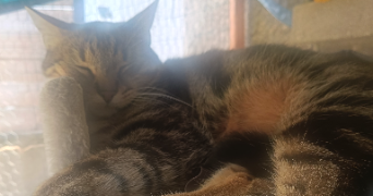 emilie pet sitter à JARNY 54800_3