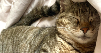 camille pet sitter à TALENCE 33400_2