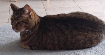 romane pet sitter à BAIN DE BRETAGNE 35470_1