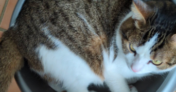 joliana pet sitter à NANTEUIL LE HAUDOUIN 60440_1