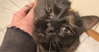 estelle pet sitter à LOOS 59120_5