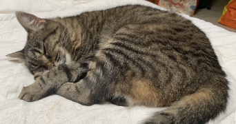 emma pet sitter à TOULOUSE 31300_1