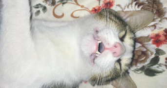 laetitia pet sitter à LE BLANC MESNIL 93150_3
