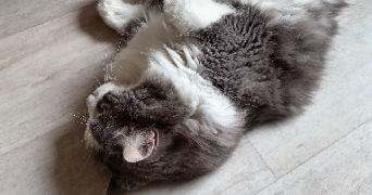 dominique pet sitter à Castelnau-Barbarens 32450_1