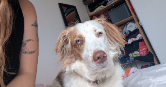 louna pet sitter à REZE 44400_7