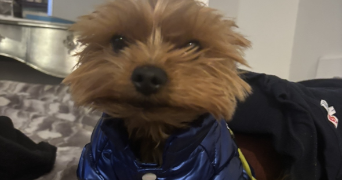adam pet sitter à ASNIERES SUR SEINE 92600_1