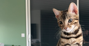 wendy  pet sitter à Ostricourt 59162_1