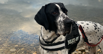 maela pet sitter à Auxonne 21130_4