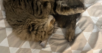 camille pet sitter à VILLENAVE D ORNON 33140_7