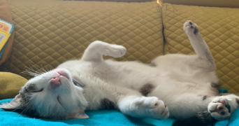 lucie pet sitter à MONS EN BAROEUL 59370_2