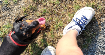 charline pet sitter à BREST 29200_3