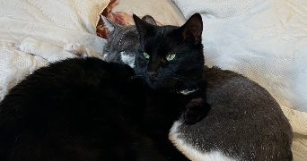 sophia pet sitter à BRIVE LA GAILLARDE 19100_2