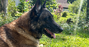 théa pet sitter à Noveant-sur-Moselle 57680_2