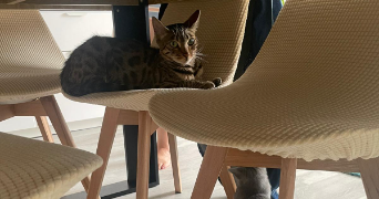 stéphanie cat sitter à AUBERVILLIERS 93300_2