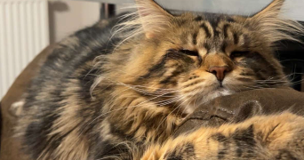 eve pet sitter à BISCHHEIM 67800_3