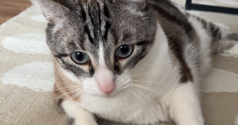 lola pet sitter à BORDEAUX 33300_2