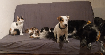 tallia pet sitter à LE NOYER 05500_3