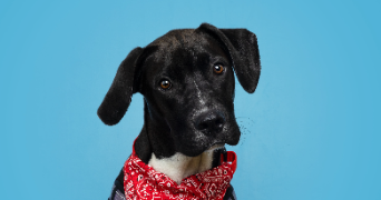 gloria pet sitter à VINEUIL 41350_2