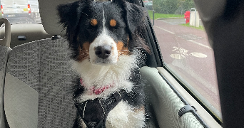cecilie pet sitter à MONTIGNY LE BRETONNEUX 78180_1