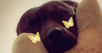 alizée dog sitter à LORIENT 56100_3