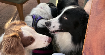 calliane pet sitter à ST CYR SUR MER 83270_3