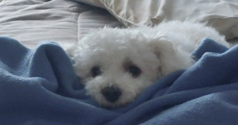 alexis pet sitter à CESSON SEVIGNE 35510_0