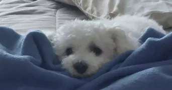 alexis pet sitter à CESSON SEVIGNE 35510
