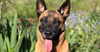 nawelle pet sitter à ST PALAIS DE PHIOLIN 17800_0