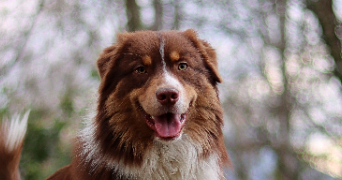 benoit pet sitter à PECHABOU 31320_2