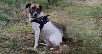 alexandra pet sitter à VAUMORT 89320_10