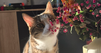 noemie pet sitter à CHALON SUR SAONE 71100_0