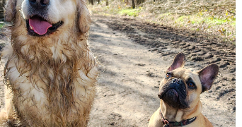 joris dog sitter à CHAVAGNES EN PAILLERS 85250_2